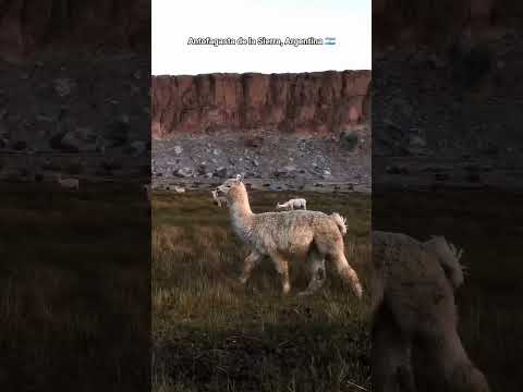 Antofagasta de la Sierra- a young volcanic field in Catamarca, Argentina.