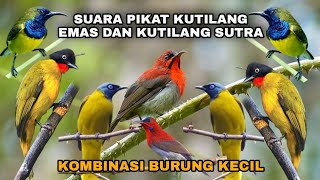 Download lagu SUARA PIKAT BURUNG KUTILANG EMAS DAN PERCANG,kombinasi burung kecil‼️🐦#suarapikatburcil #ampuh mp3 Download lagu SUARA PIKAT BURUNG KUTILANG EMAS DAN PERCANG,kombinasi burung kecil‼️🐦#suarapikatburcil #ampuh mp3