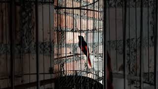 Download lagu Mantenan super gacor suara tajam mp3