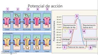 Neurona II - Neurobiología