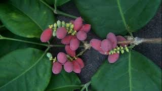 Download lagu SASORAI VOICE (nyanyian Rohani) GKI di Tanah Papua (I.S Kijne) mp3