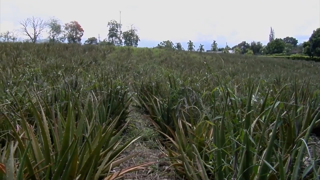 ALOE VERA SABIMAX  FINCA LA CASTELLANA   ARMENIA   QUINDÍO