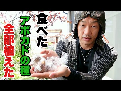 アボカドの木を穴から育てるにはどうすればよいですか？必要な情報がすべて見つかります!  庭園