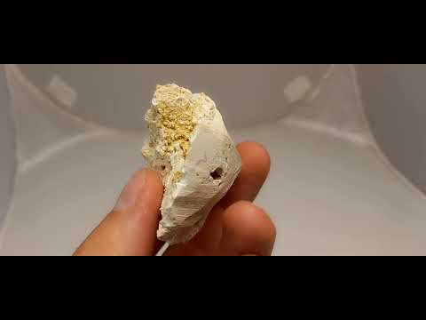 CORAL FOSSIL Stylina subornata  - Upper Jurassic - Wierzbica quarry- POLAND 1G3