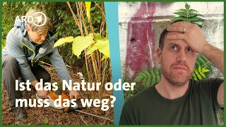 Neophyten im MDR: gefährliche Verharmlosung – das musste ich richtigstellen!