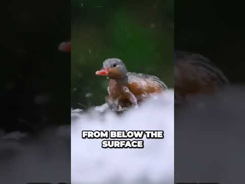 Uncovering the Surprising Feeding Habits of Andes Torrent Ducks
