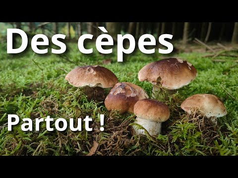 Des cèpes partout ! (c'est de la folie)