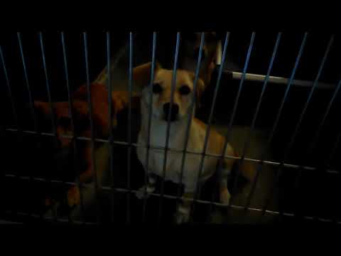 Old film❤️~14 Adoptable doggies@pimaanimalcarecenter5970❤️ElfRafikiHarryBuddyMitsyJulep...7-25-2017