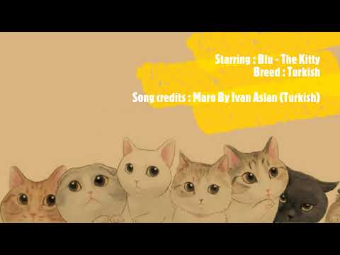 How to annoy your kitten! (Trending Tiktok Turkish song - Maro by Ivan Aslan)