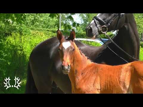 Colt by High Motion -  Alter Fritz