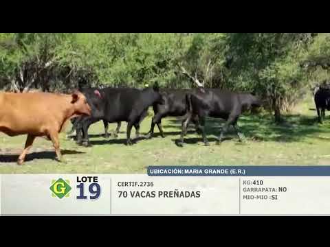 Lote Vacas Preñadas