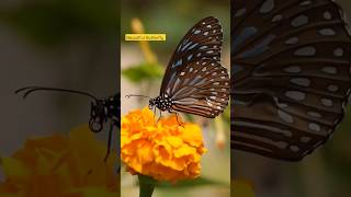 Butterfly| Butterflies| flowers #ytshorts