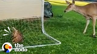 Mama Deer Is So Worried About Her Baby | The Dodo