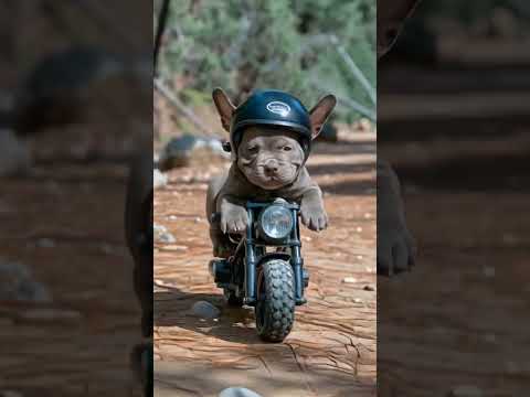 dog motorcycle #dog #dogshorts #catdance #bike #shorts #tiktok #minu #viralmemes #funny #baby