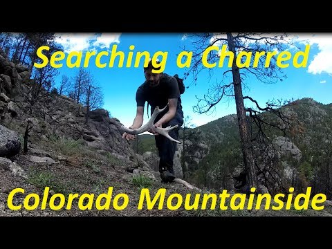 Searching a Charred Colorado Mountainside