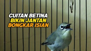 Download lagu Cuitan Pleci Betina Ini Bisa Menaikan Birahi Semua Pleci Jantan Bongkar Isian Dalam Hitungan Menit mp3