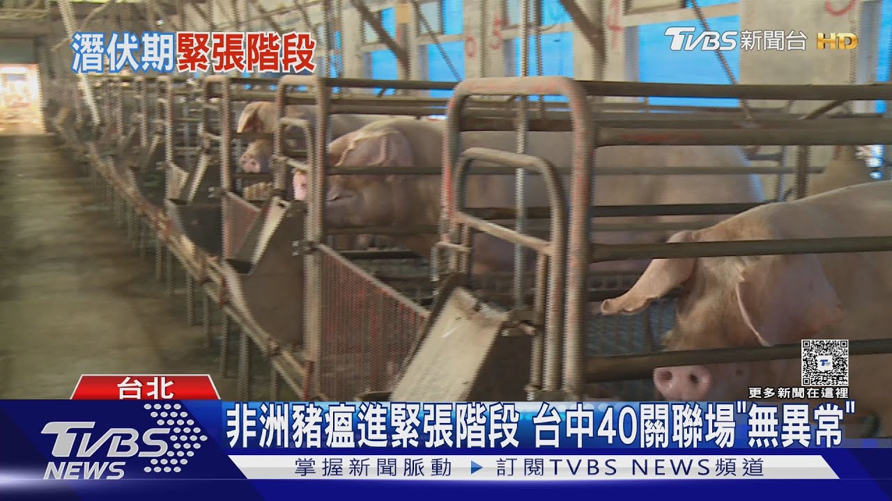 非洲豬瘟疫調週日完成!台中40處相關場「全陰性」
