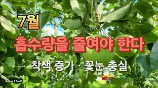 [사과재배]가을에 색깔 안나는 원인/ 이달이 중요하다