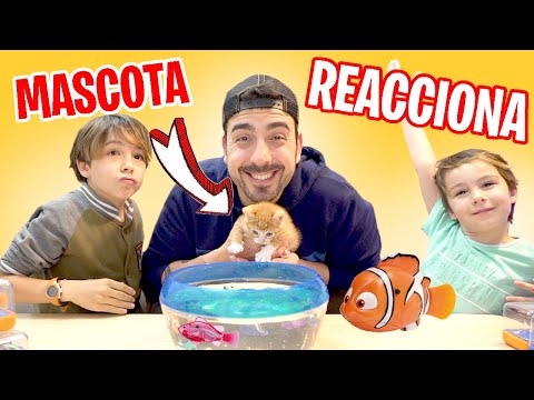 MASCOTAS reaccionando a 🐟 ¡¡Peces ROBOTS!! Videos de GATITOS graciosos 🐈  Bebés