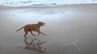 preview picture of video 'Rhodesian Ridgeback 'Nikki' Likes to Run @ Pacific City, Oregon'