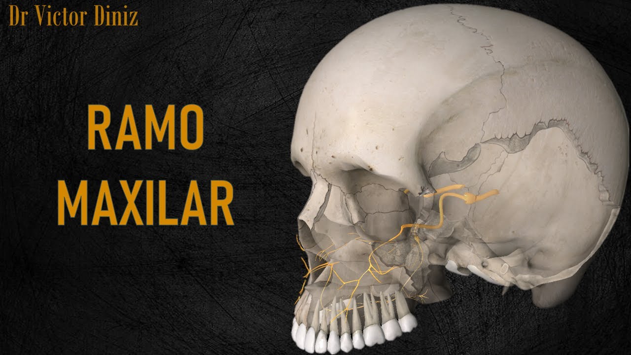 Nervo maxilar  - Aula 3