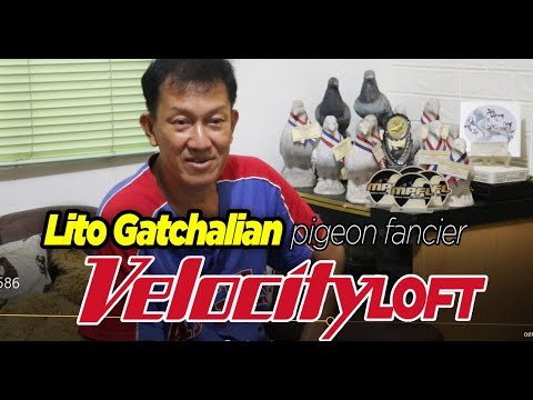 Episode 23 Mr. LITO GATCHALIAN - (PART 1) APR, MPFL Member              Pigeon Fancier