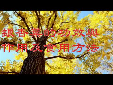 銀杏效果