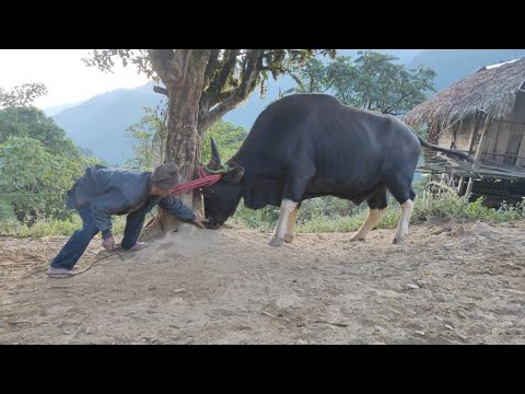 70+ old man control ARUNACHALEI State Animal (MITHUN) OLD MAN VS MITHUN