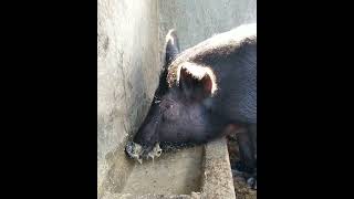 Download lagu Ini Beneran 🧯 Suara Babi Makan yang Super WOW ⚠️ #animals #binatang #hewan #shorts mp3