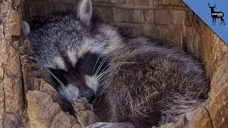 Five Animals That Love Sleep More Than You