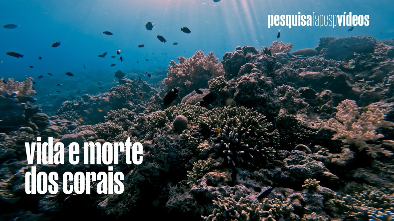 Aquecimento global empurra corais para ponto de não retorno #science #corais #reefmarinho #coral