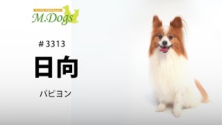 ペットモデル 日向