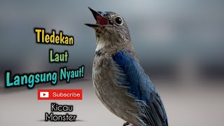 Download lagu Suara Tledekan laut Cepat merangsang bunyi burung bahan mp3