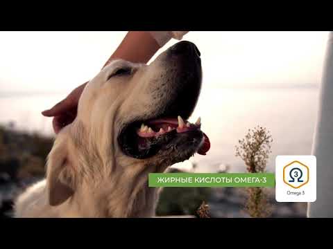 Миниатюра изображения товара Сухой корм для собак Alleva Эквилибриум Сенситив для кр. и ср. пород с ягн. и рыбой / P6012 (12кг)