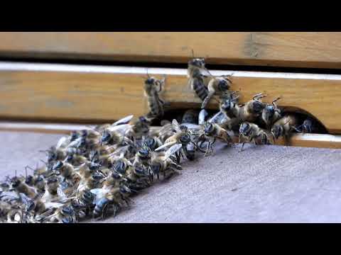 Včely (Apis mellifera) Bienen 