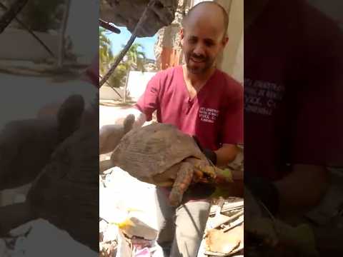 Turtle rescued from rubble a month after Venezuela earthquake