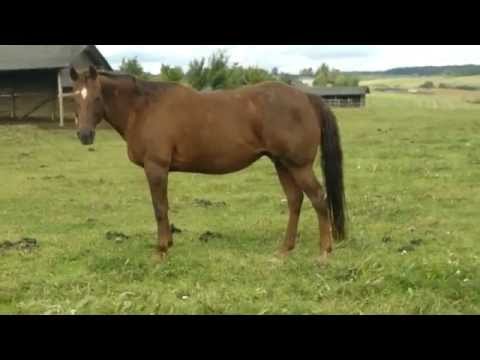 GINNIN SIS *95 QH- Mare with 2012 bay colt at side by Lone Pine Stranger