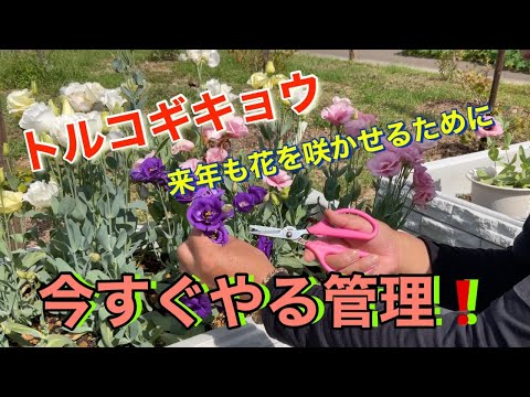 冬を越えたキョウチクトウを復活させる方法は？神聖な開花のためのヒント  庭園