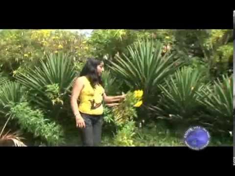 LA DUDA DIAMANTES DEL NORTE SULLANA PERU