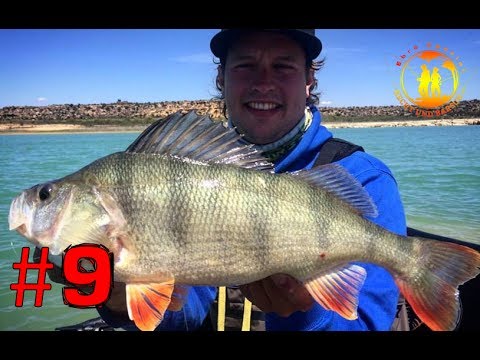 40+ Party vom Bellyboot | Spanish Perch Madness | hechtundbarsch.de
