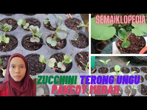 , title : 'Semaiklopedia ep. 2 : Zucchini | Terong Ungu | Pakcoy Merah'
