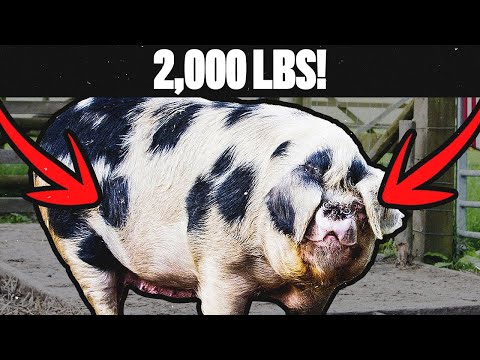 10 Unbelievable GIANT ANIMALS Caught On Camera YOU MUST SEE