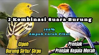 Download lagu Kombinasi Suara Pikat Ampuh ( Cipoh Dan Prenjak Kepala Merah ) Asli Suara Alam‼️ mp3 Download lagu Kombinasi Suara Pikat Ampuh ( Cipoh Dan Prenjak Kepala Merah ) Asli Suara Alam‼️ mp3