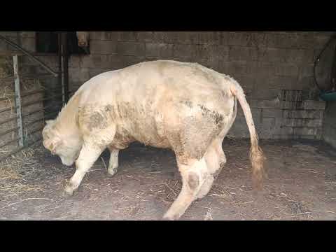Bulls Charolais - Image 2