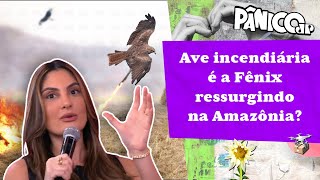 Queimadas na Amazônia são culpa das aves incendiárias? Paula Nobre conta a verdade