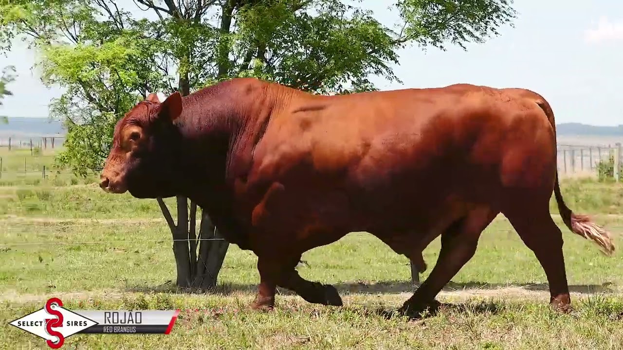 Vídeo D.MILOCA TE 030 ROJÃO