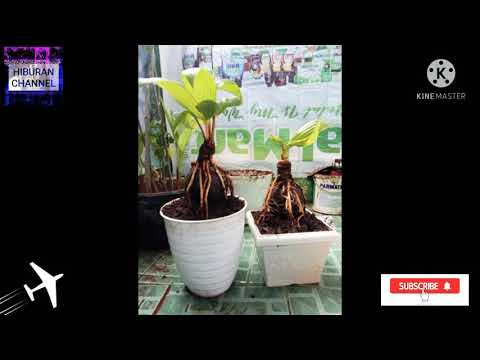 Pohon Kelapa Bonsai 2021 || Kelapa Bonsai Lagi Viral #Viral 2021