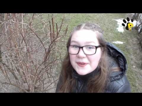 Duokš letena antroji laida