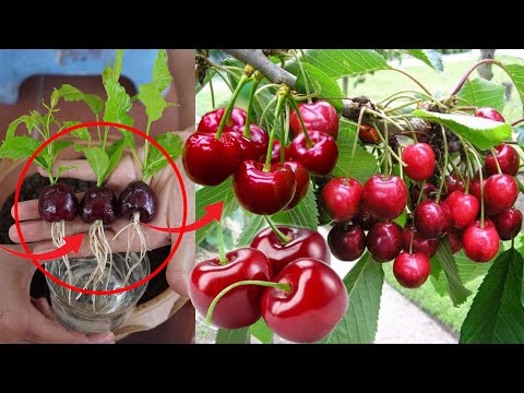 How To Grow Cherry Plant At Home Fast And Easy