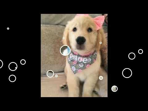 Cute Cat Beautiful,WhatsApp Status,😜 #shorts #youtubeshorts #ytshorts #viral #youtube #video #short